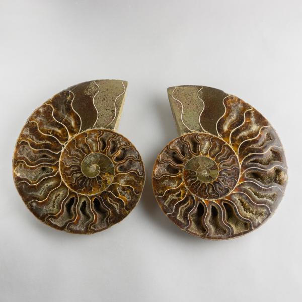 Ammonite Fossil Pair 14X11,5X1,6 cm 0,615 kg
