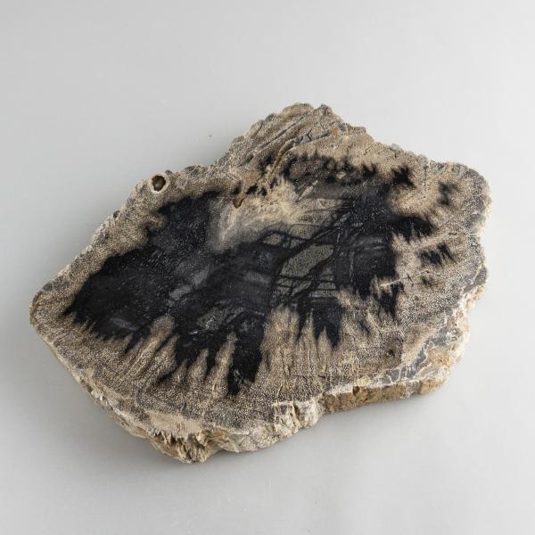 Slice of Fossil Wood 18X13X2 cm 0,750 kg