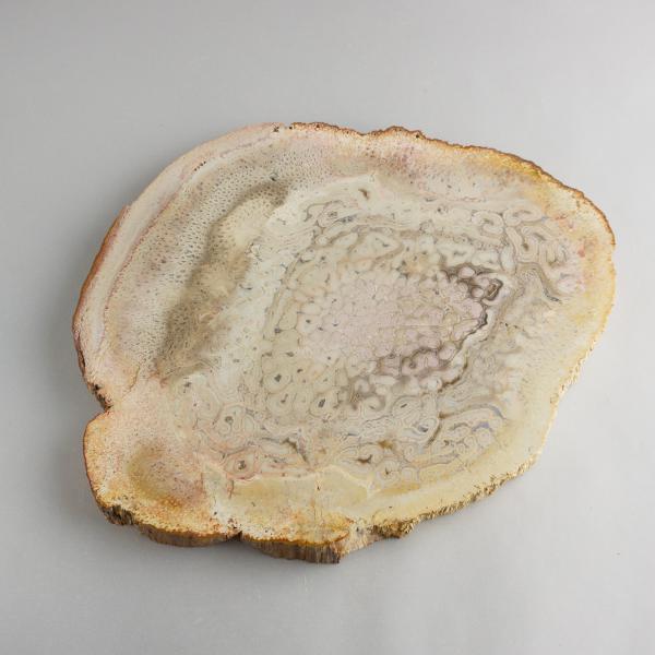 Slice of Palm Fossile Wood 19X16X1,5 cm 0,765 kg