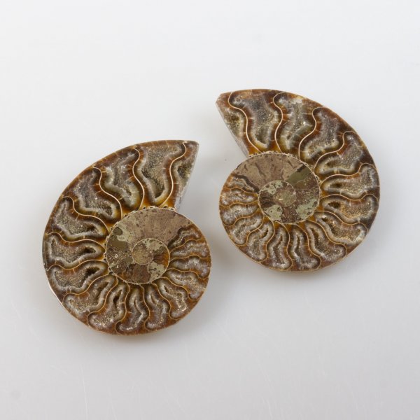 Ammonite Fossil Pair 7x5,3x1 cm 0,076 kg