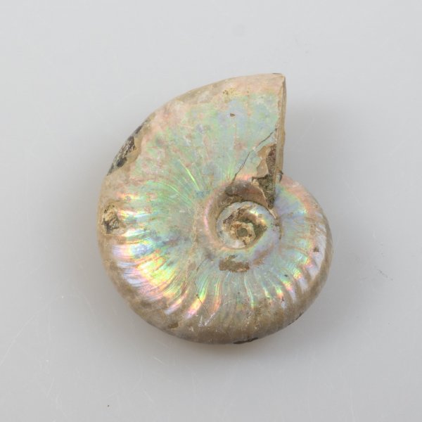 Iridescent fossil ammonite 4,9x4x1,5 cm 0,036 kg