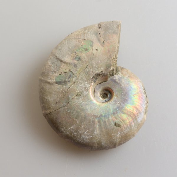 Iridescent fossil ammonite | 8,3 x 6,5 x 2,2 cm  0,164 kg