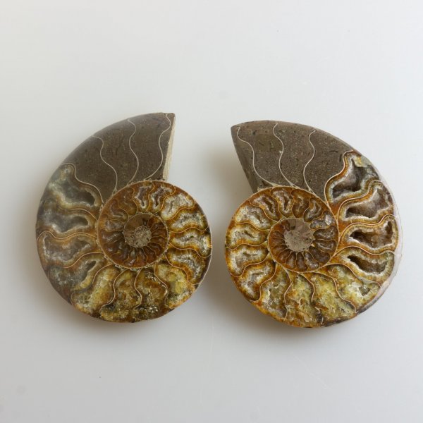 Ammonite Fossil Pair | 9,5 x 7,8 x 1,3 cm l'una 0,218 kg