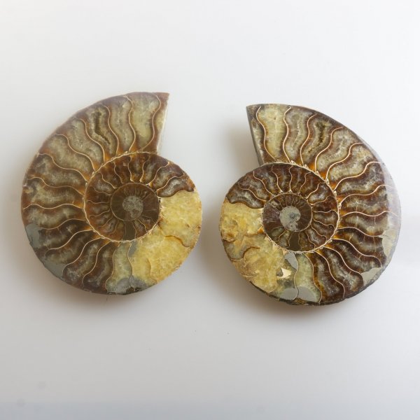 Ammonite Fossil Pair | 13,8 x 11,5 x 1,5 cm 0,612 kg