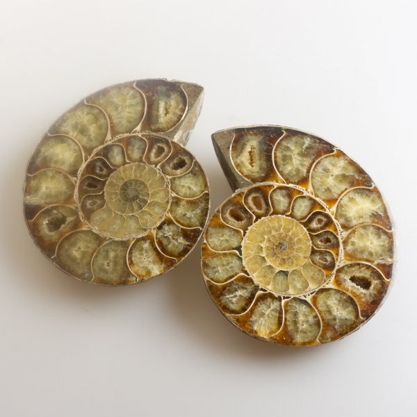Ammonite Fossil Pair | 13,5 x 11,2 x 2,4 cm 0,905 kg