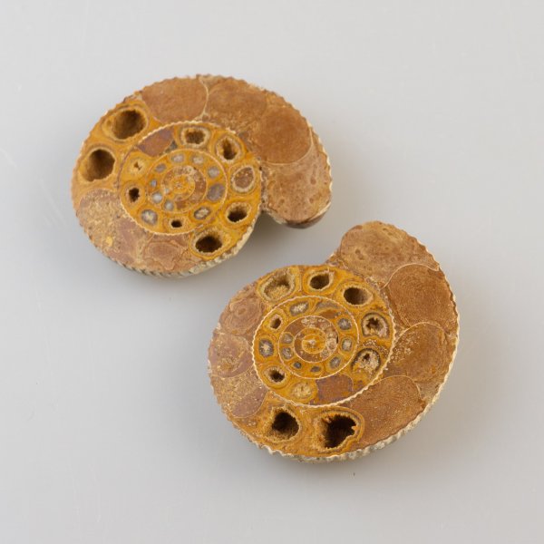Ammonite Fossil Pair | 4,5 x 3,8 x 1,5 cm, 32 gr
