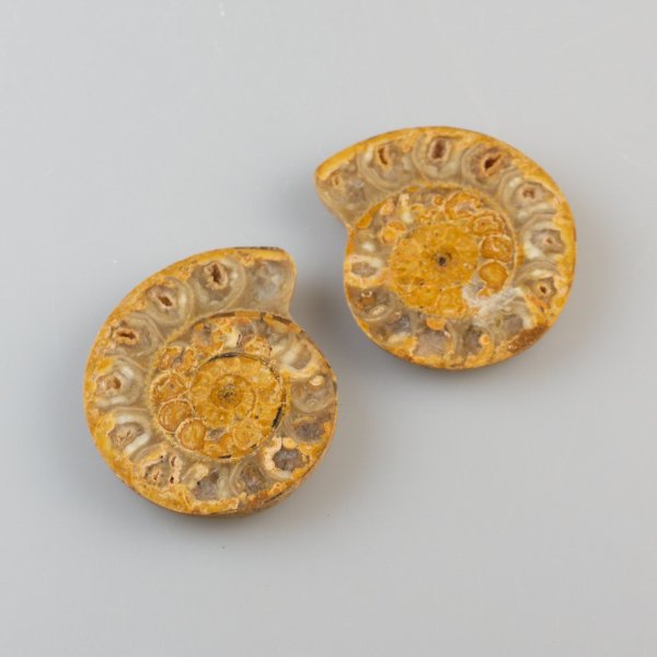 Ammonite Fossil Pair | 5,3 x 4,5 x 1,5 cm, 46 gr