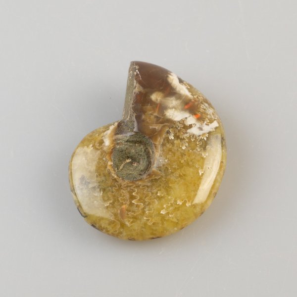 Opalized fossil ammonite | 4,4 x 3,5 x 1,2 cm, 22 gr