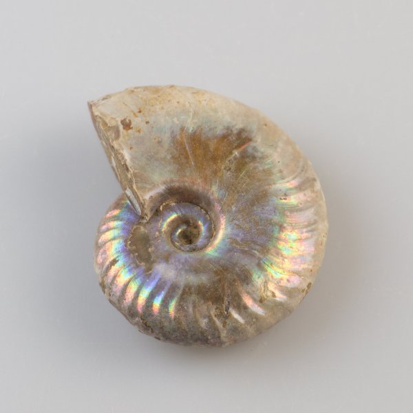 Iridescent fossil ammonite | 4,8 x 4 x 1,5 cm, 40 gr