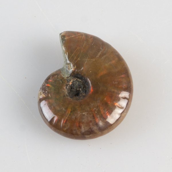 Opalized fossil ammonite | 2,5 - 3 cm
