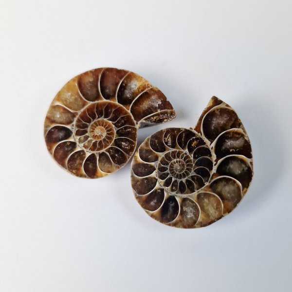 Fossil ammonite | 3 cm
