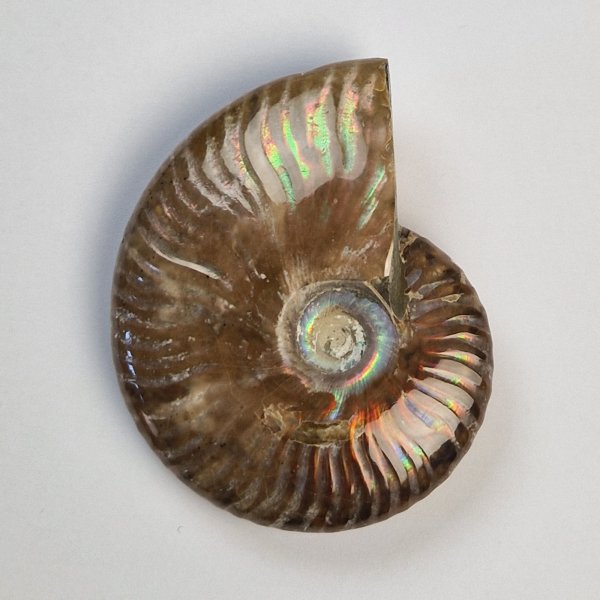 Opalized fossil ammonite | 7,5 x 6 x 2,3 cm, 0,134 kg