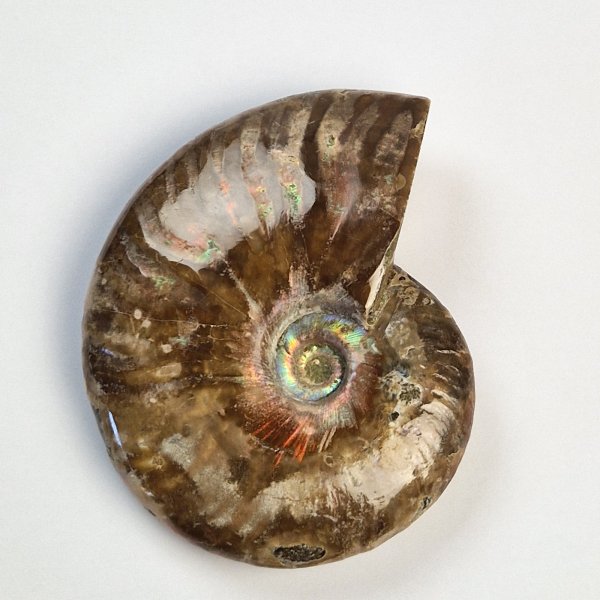 Opalized fossil ammonite | 10 x 8 x 3 cm, 0,300 kg