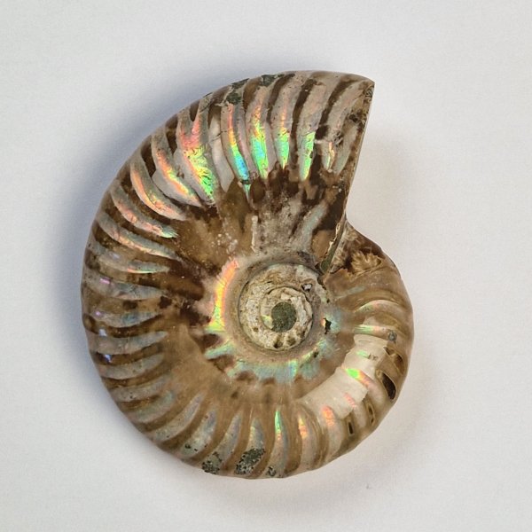 Opalized fossil ammonite | 7,5 x 6,2 x 2,4 cm, 0,146 kg