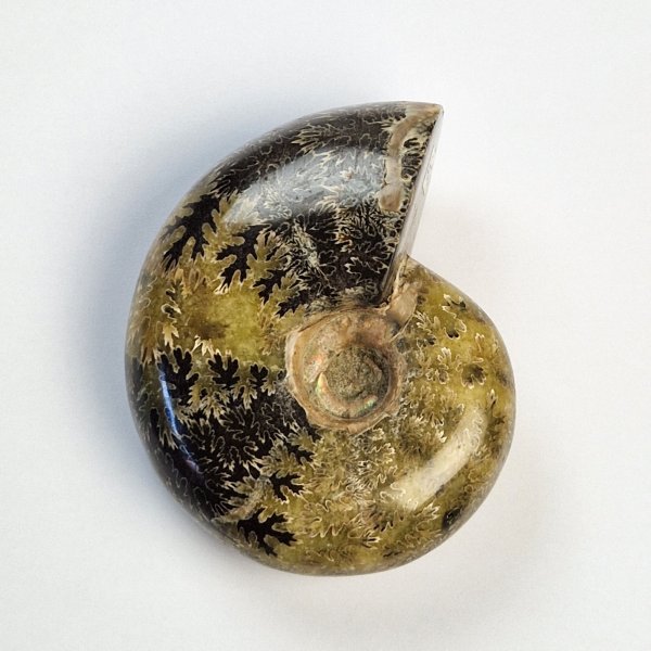 Opalized fossil ammonite | 9 x 7,3 x 4,3 cm, 0,374 kg