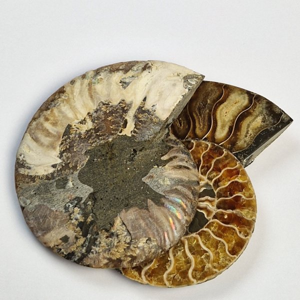 Ammonite Fossil Pair | 11,5 x 10 cm, 0,378 kg