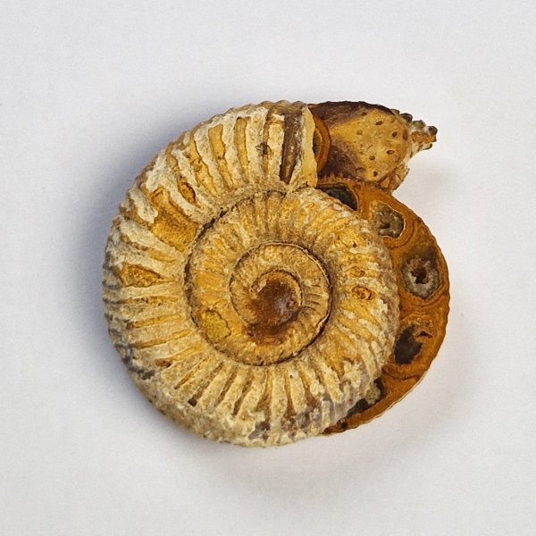 Ammonite Fossil Pair | 3,5 - 4 cm