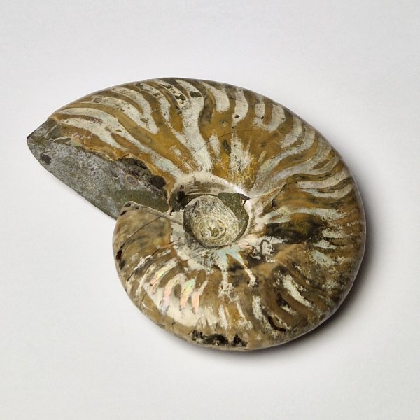 Opalized fossil ammonite | 9,5 x 7,5 x 2,5 cm, 0,234 kg