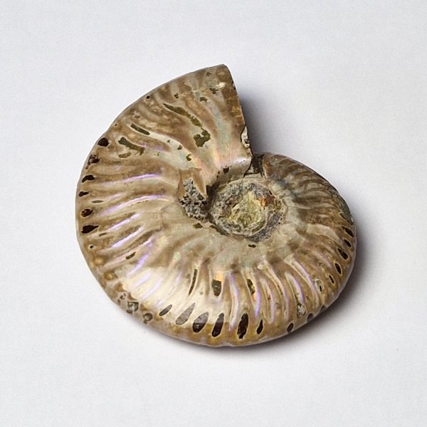 Opalized fossil ammonite | 7,3 x 6 x 2 cm, 0,112 kg