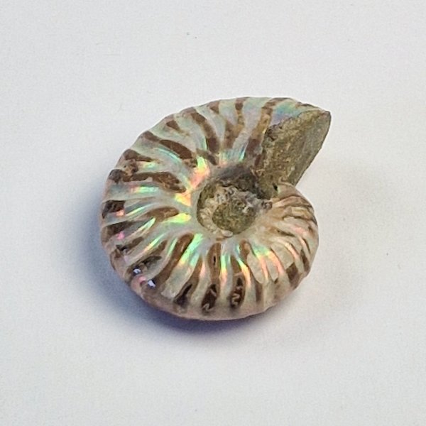 Opalized fossil ammonite | 5 x 4 cm