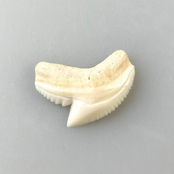 Fossil shark tooth | 2 cm