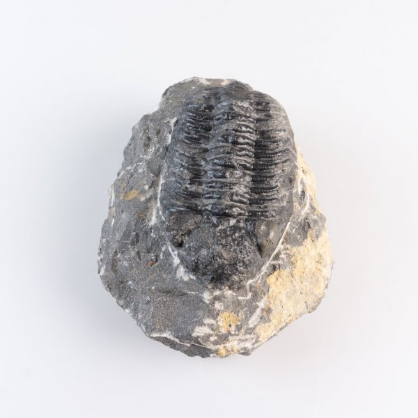 Trilobite Fossil, rilhin rana | 11 x 8 x 4 cm, 0,610 kg