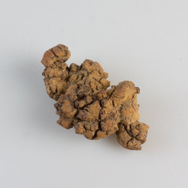 Dinosaur Coprolite | 6,5 x 4,5 cm, 0,044 kg