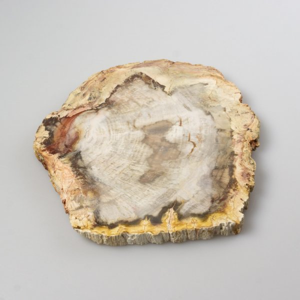 Slice of Palm Fossil Wood | 17,7 x 17,6 x 1,4 cm 0,755 kg