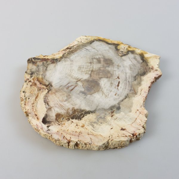 Slice of Palm Fossile Wood | 17,5 x 17 x 1,4 cm, 0,714 kg