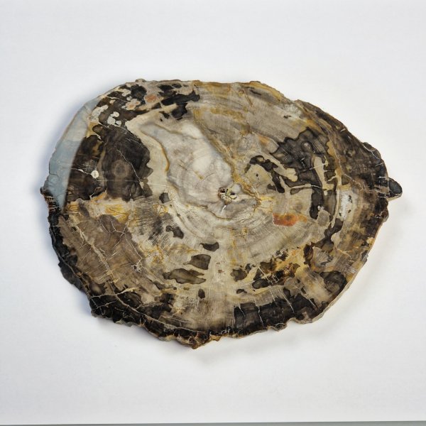 Slice of Fossil Wood | 17 x 12,5 x 1 cm, 0,440 kg