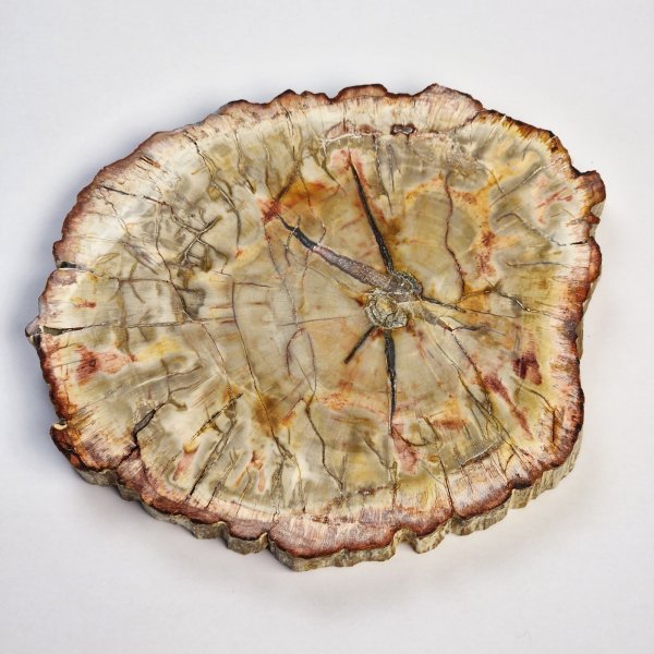 Slice of Fossil Wood | 16,5 x 13,5 x 1,5 cm, 0,610 kg