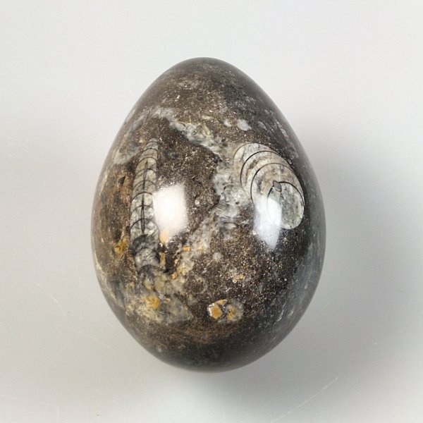 Fossil marble Egg | 13 x 9 cm, 1,548 kg