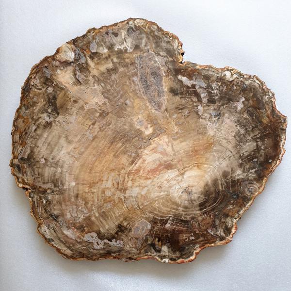 Big Slab of Fossil Wood | 57X50X4 cm 20,355 kg