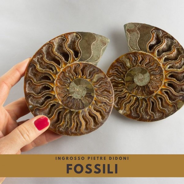 Fossils wholesale