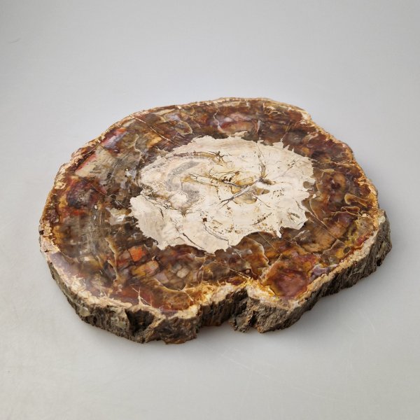 Slice of Fossil Wood | 19 x 16,5 x 2 cm 1,470 kg
